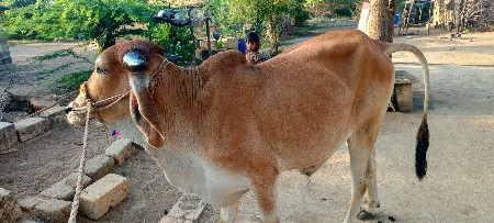 આપણા ને ફૂલ જવાબદારી
