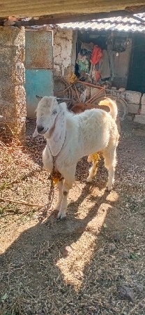 થંબનેલ 3