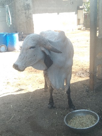 ગાય વેચવા ની છે