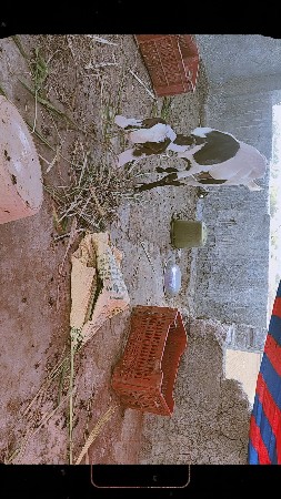 rajsthani bakro tota puri bakri