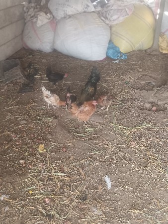 કુકડા વેચવાના છે