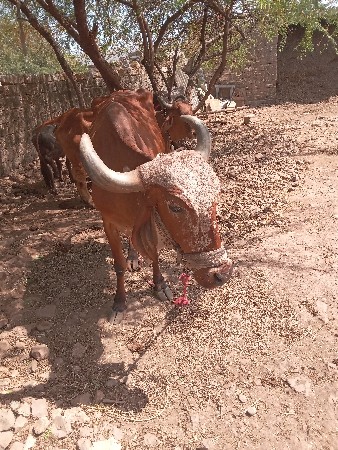 थंबनेल 3