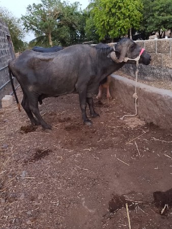 थंबनेल 3