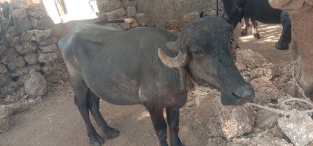 थंबनेल 2