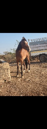 ઘોડી વેસવાની છે