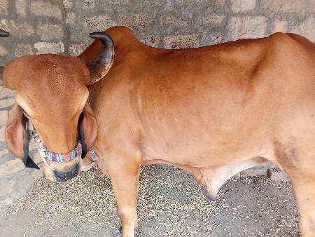 થંબનેલ 3