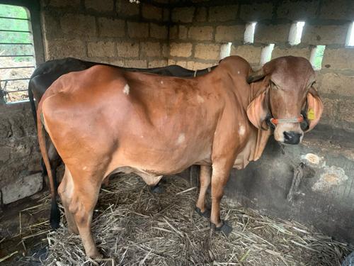 थंबनेल 2