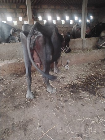 વેસવાનીછે