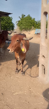 ગાય વેશવાની છે