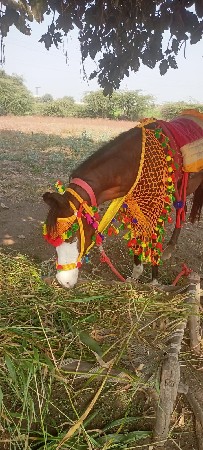 ઘોડી વેચવાની  છે.
