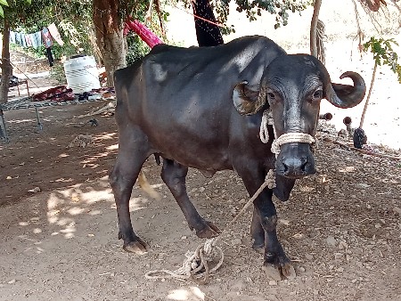 थंबनेल 3