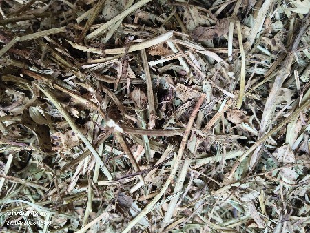 માંડવીયુ વેચવાનું છે.