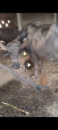 એકટાયમદોવાદીયેછે