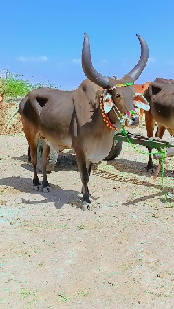 મારવાડી ટોટલ જવાબદારી થી વેચવાના છ