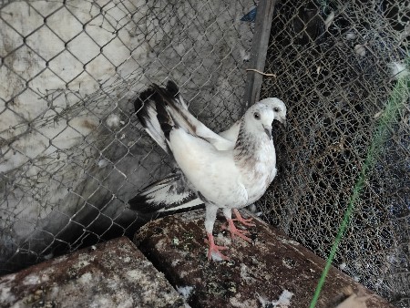 થંબનેલ 3