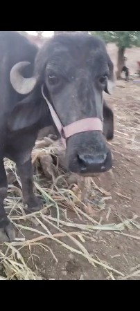 પેલૂવેતર. 7મહિનો.ગાભ