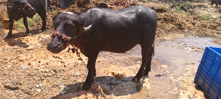 આ બે પાડા વેચવાના છે