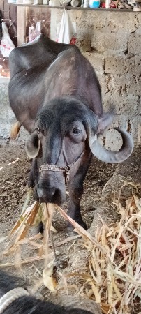 ભેંસ વેચવાની છે