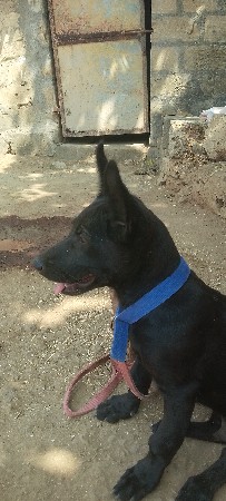 લેબરા નો કૂતરો શે