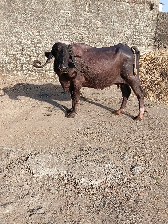 थंबनेल 3