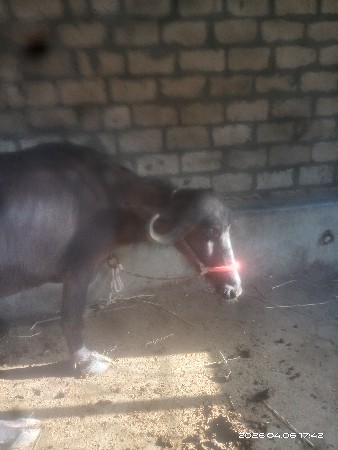 थंबनेल 3