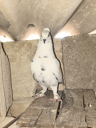 કબુતર વેચવાના છે