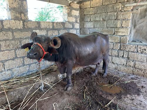 ભેસ વેચવાની સે 3 જુ વેટર 20 દિવસ ની વ્યયેલ