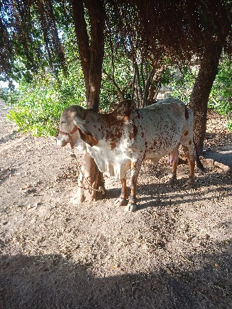 थंबनेल 2