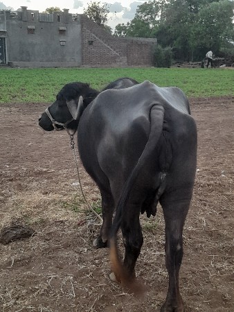 थंबनेल 2