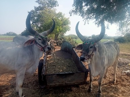 બળદ વેચવાના છે