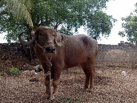 थंबनेल 2