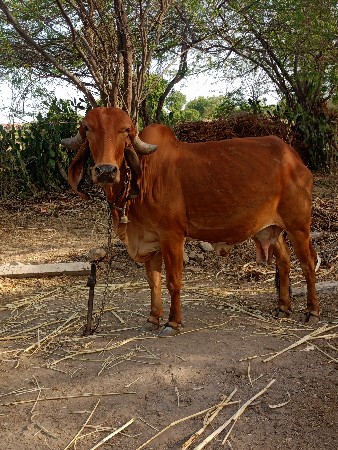 थंबनेल 3