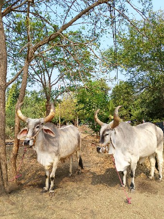 બલદ વહેંચવા ના છે