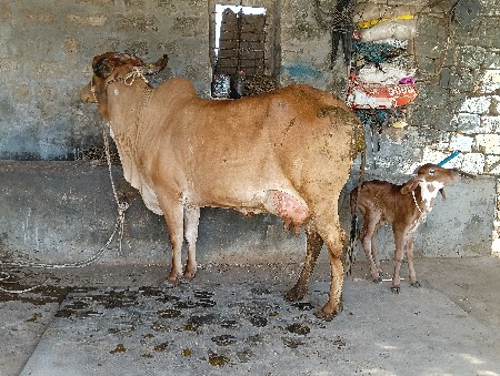 ગાય વેશવાની છે