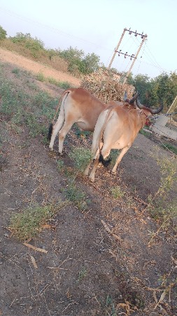 थंबनेल 2