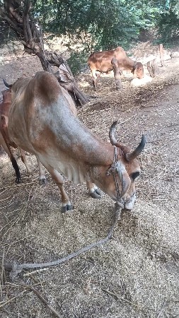 થંબનેલ 2