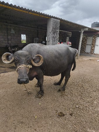 ભેસ વેસ વાય નીય છે