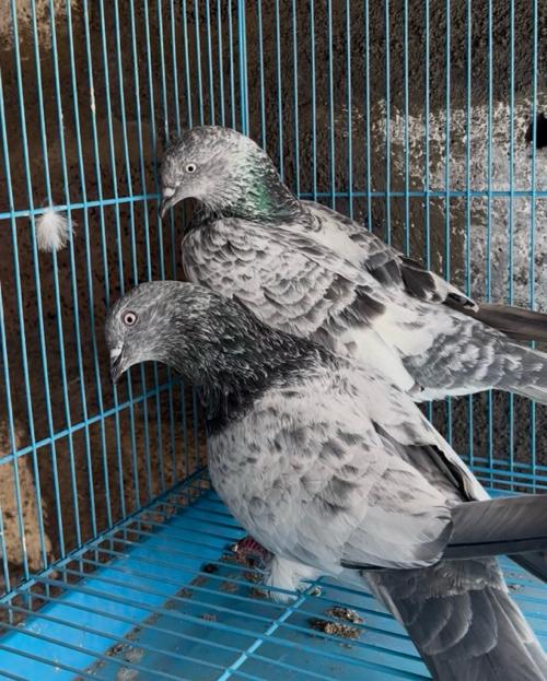 ભૂરા બાજરા