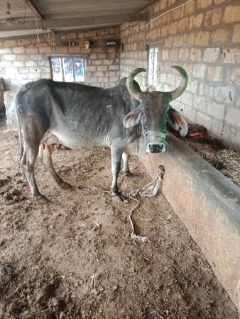 આ ગાય વેચવાની છે