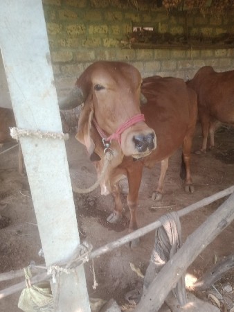 ગા વેસવાની સે