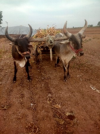 थंबनेल 2