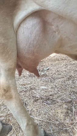 ગાય વેસવી જર્સી કોસ