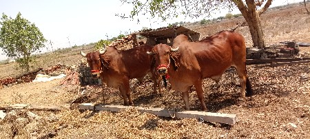 थंबनेल 2