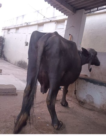 થંબનેલ 3