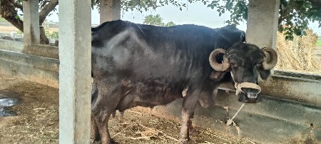 थंबनेल 2