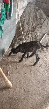 બકરોવેચવાનોછે