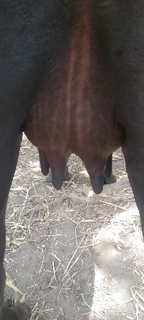 રાહુલ ભાઈ