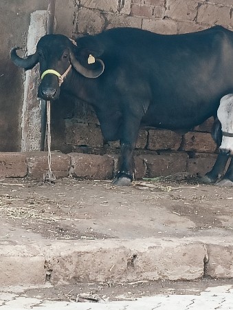 ભેંસ વેચવાની છે વેતર 2