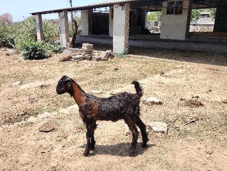 બોકડા વેચવા ના છે