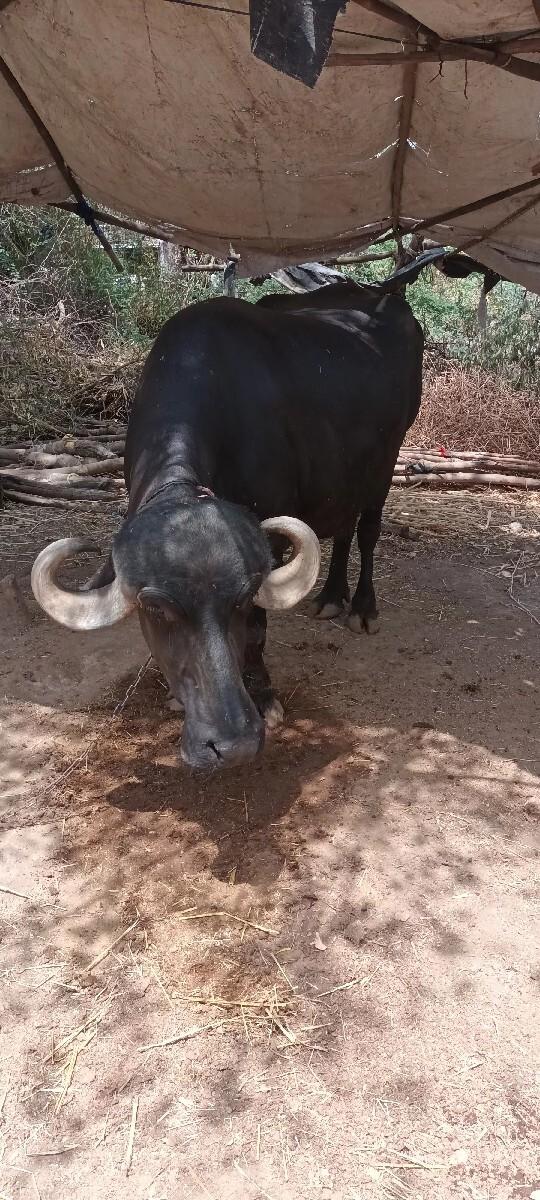 જાફરાબાદી ભેંસ વેચવાની છે